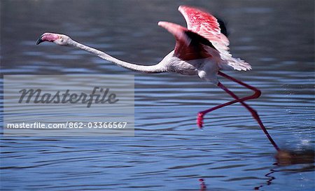 A greater flamingo takes off from the alkaline waters of Lake Bogoria. This Rift Valley lake is a favourite haunt of both greater and lesser flamingos because the blue-green algae upon which they feed grows prolifically in the lake's shallow waters.