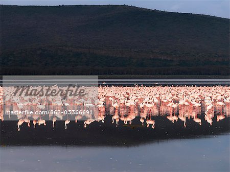 Lesser flamingos feed on algae along the shoreline of Lake Nakuru,an alkaline lake of the Great Rift Valley,Kenya
