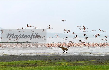 A spotted hyena chases lesser flamingos on the shoreline of Lake Nakuru,Kenya