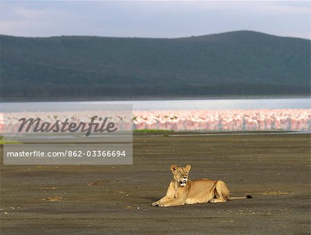 A lioness sits on the lakeshore of Lake Nakuru with thousands of lesser flamingos behind her,Kenya