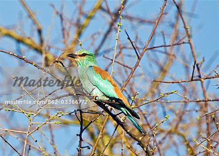 Kenya,Tsavo East National Park. An European Roller (Coracias garrulous),a common Palearctic visitor in East Africa from October to April.