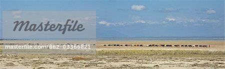 Kenya,Kajiado District,Amboseli National Park. A herd of Maasai cattle trek across Lake Amboseli in the dry season. The 'lake water' in the distance is a mirage.