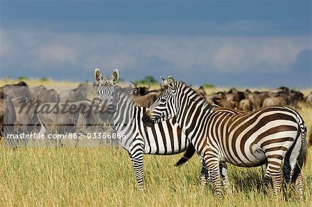 Kenya,Masai Mara National Reserve. Burchell's zebra and wildebeest out on the plains of the Masai Mara.