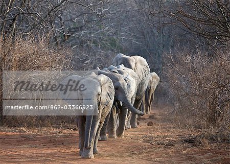 Kenya,Tsavo East,Ithumba. Young elephants walk in line through the dry bush country at Ithumba where the David Sheldrick Wildlife Trust runs a very important unit for orphans.