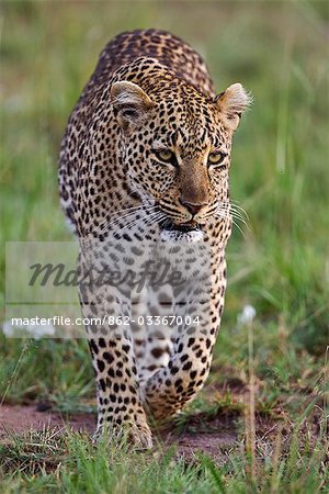 Kenya,Narok district,Masai Mara. A leopard on the prowl in Masai Mara National Reserve.