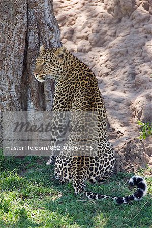 Kenya,Narok district,Masai Mara. A leopard keeps watch on approaching plains’ game at the base of a tree in Masai Mara National Reserve. Its camouflage in dappled light is superb.