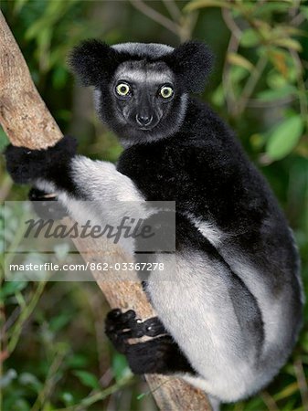 An Indri (Indri indri) in eastern Madagascar. The Indri are Madagscar's largest lemur,standing about a metre high,with a barely visible tail. An Indri (Indri indri) in eastern Madagascar. The Indri are Madagscar's largest lemur,standing about a metre high,with a barely visible tail.