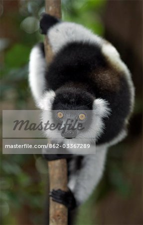 A Black-and-white Ruffed Lemur (Varecia variegata) in Mantadia National Park,eastern Madagascar. A Black-and-white Ruffed Lemur (Varecia variegata) in Mantadia National Park,eastern Madagascar.