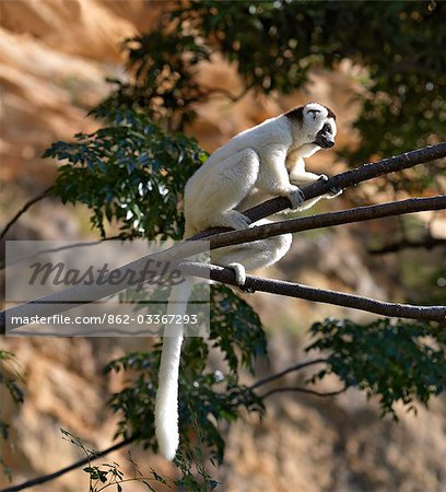 A Verreaux's Sifaka (Propithecus verreauxi). These lemurs are often called the 'dancing lemur' for their ability to bound upright over the ground and leap spectacularly from tree to tree.