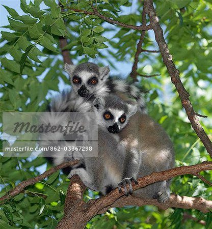 Two Ring-tailed Lemurs (Lemur catta) resting in the middle of the day. These lemurs are easily recognisable by their banded tails.