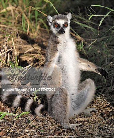 A Ring-tailed Lemur (Lemur catta) warming itself in the late afternoon sun. This species is easily recognisable by its banded tail.