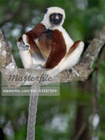A Coquerel's sifaka (Propithecus verreauxi coquereli) which is found in the dry forests of northwest Madagascar. A Coquerel's sifaka (Propithecus verreauxi coquereli) which is found in the dry forests of northwest Madagascar.