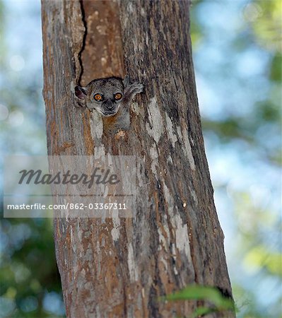 A Red-tailed sportive lemur (Lepilemur ruficaudatus) pokes its head out of a secure hiding place. These small lemurs are nocturnal.