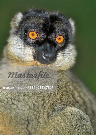 A Brown lemur (Eulemur fulvus fulvus).