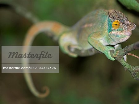 A Parson's chameleon (Chamaeleo parsonii).