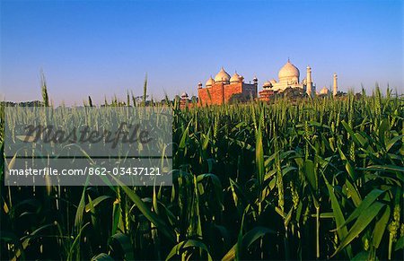 India,Uttar Pradesh. The Taj Mahal seen from across local wheat fields,Uttar Pradesh,India