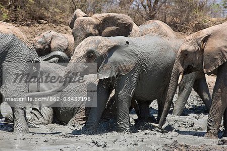 Kenya,Tsavo East,Ithumba. Young elephants enjoy a mud bath at Ithumba where the David Sheldrick Wildlife Trust runs a very important unit for orphans.