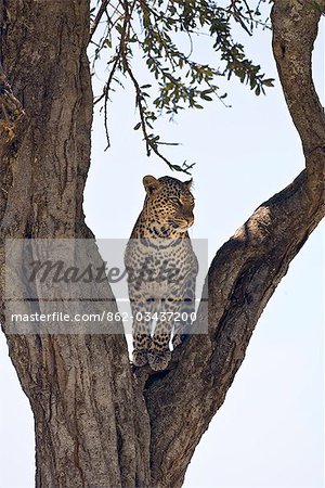 Kenya,Narok district,Masai Mara. A leopard surveys the surroundings plains from the fork of a tree in Masai Mara National Reserve.