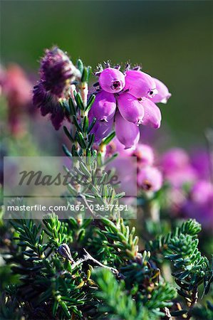 Bell heather,Erica cinerea