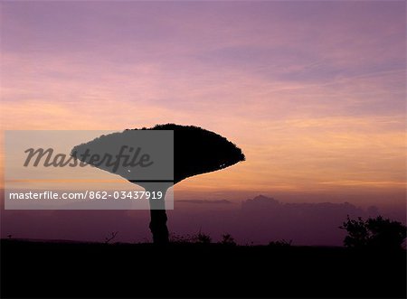 Sunset in the Dixam area of the Haghir Mountains against the silhouette of a Dragon’s Blood Tree (Dracaene cannabari).