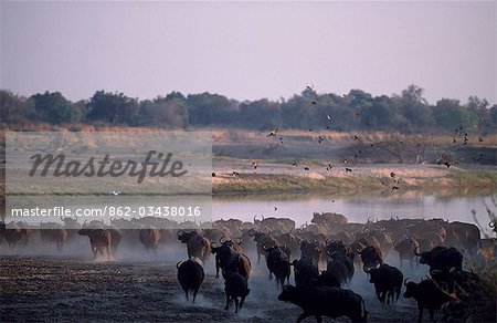 Large herd of buffalo run down to drink at the Luangwa River.