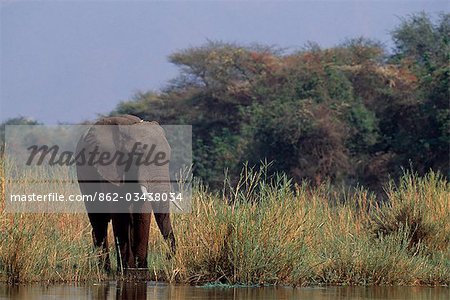 Elephant on an island in the Zambezi River.