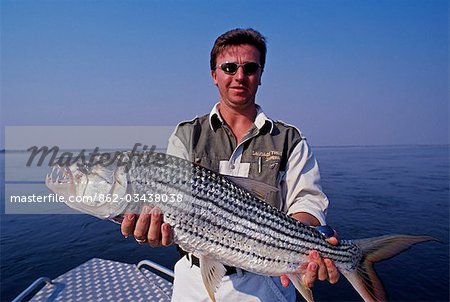 Zambia,Lower Zambezi National Park. A fine tiger fish caught on the Zambezi River - the world's finest fighting freshwater fish.