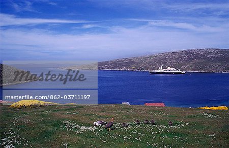 Upland goose family (Chloephaga picta leucoptera) & cruise ship