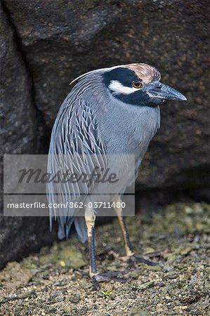 Galapagos Islands, A yellow-crowned night heron on Genovese island. Galapagos Islands, A yellow-crowned night heron on Genovese island.
