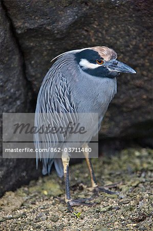 Galapagos Islands, A yellow-crowned night heron on Genovese island.