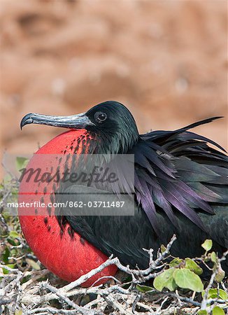 Galapagos Islands, A frigatebird on North Seymour island inflates his red pouch to attract a mate.