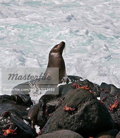 Galapagos Islands, A Galapagos sea lion and Sally lightfoot crabs on the shores of North Seymour island.