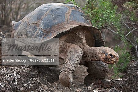 Galapagos Islands, A giant domed tortoise after which the Galapagos islands were named.