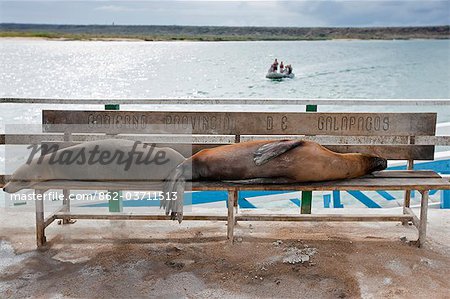 Galapagos Islands, Galapagos sea lions occupy the visitors' benches on the pier at Baltra Island.