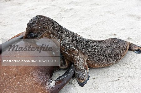 Galapagos Islands, A Galapagos sea lion pup suckling its mother on the sandy beach of Espanola island.