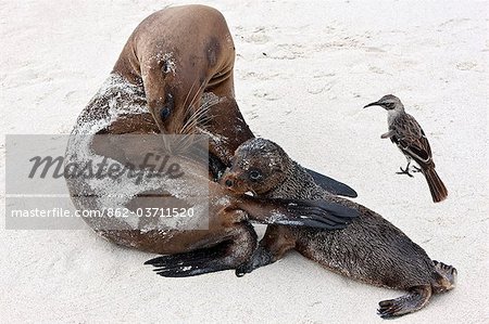 Galapagos Islands, An inquisitive Hood mockingbird approaches a Galapagos sea lion and pup, Espanola island.