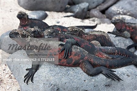 Galapagos Islands, Marine iguanas sunbathe on Espanola island, increasing body temperature to the optimum 35.5 dc