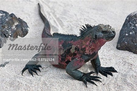 Galapagos Islands, A Marine iguana on the sandy beach of Espanola island.