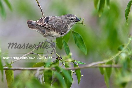 Galapagos Islands, A medium tree finch which is endemic to Floreana island. Galapagos Islands, A medium tree finch which is endemic to Floreana island.