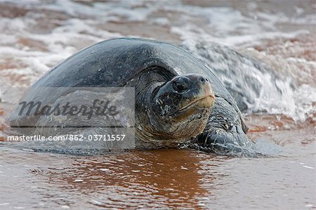 Galapagos Islands, A large Pacific green turtle in shallow water off Bartolome Island. Galapagos Islands, A large Pacific green turtle in shallow water off Bartolome Island.