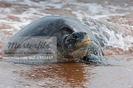 Galapagos Islands, A large Pacific green turtle in shallow water off Bartolome Island.