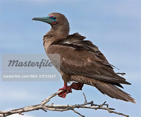 Galapagos Islands, A red-footed booby on Genovese Island which harbours the largest colony of these boobies in the world.