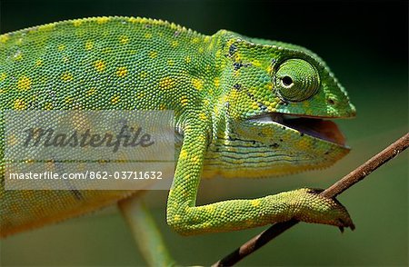 Ghana,Northern Region,Wa. A chameleon- these colourful characters are feared by the locals and thought of as unlucky.