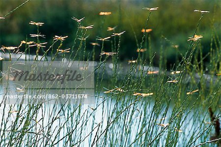 Dragon flies perch on grass by lake