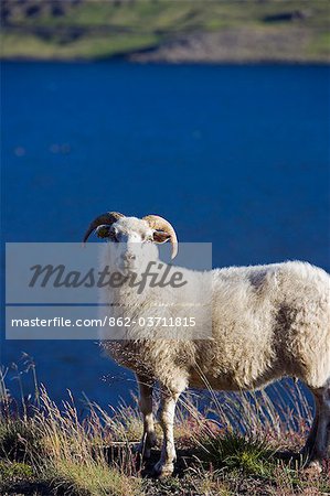Iceland. Close to Reykjavik,the country's capital,an Icelandic sheep grazes contently on the banks of a sea fjord during the short Arctic summer. Orginally introduced by the Vikings,along with fish,they formed the backbone of their economy.
