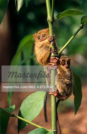 Indonesia,Sulawesi. Pygmy Tarsiers,(Tarsius pumilus) on the islands of Sulawesi. This species lives in the mossy,upper montane rainforests of central Sulawesi. It has a special adaptation in its neck vertebrae to help it turn its head 180 degrees. It needs to do this because its eyes can not move.