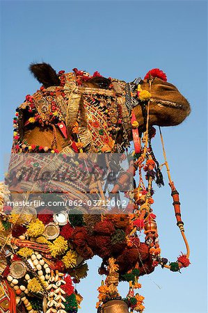 Decorated Camel To Celebrate The Pushkar Camel Fair In Rajasthan