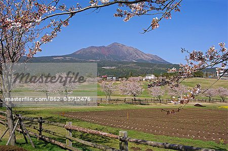 Takachiho Farm spring cherry trees and mountain scenery