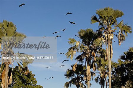 Malawi, Upper Shire Valley, Liwonde National Park. Flocks of freshwater cormorants take to the air along the Shire River.