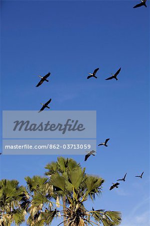 Malawi, Upper Shire Valley, Liwonde National Park. Freshwater cormorants take to the air at the edge of the Shire River.